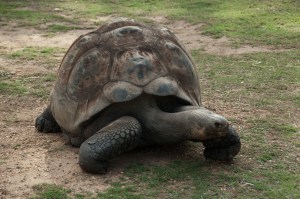 Too slow to get away Dubbo Zoo