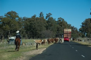 The publican's cattle