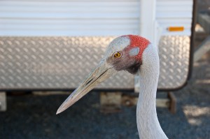 Brolga, Kynuna Qld