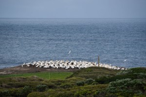 Gannet Rookery, Portland, Vic