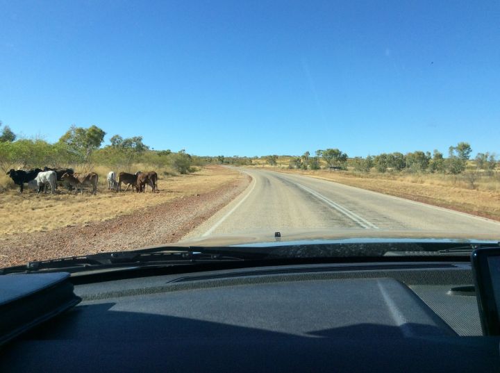 Stuart Highway wandering cattle