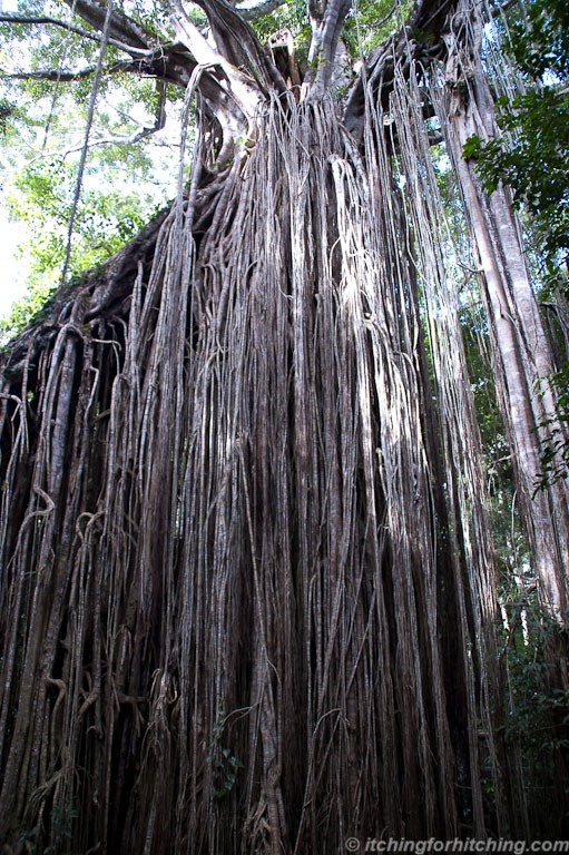 Curtain Fig, Yungaburra