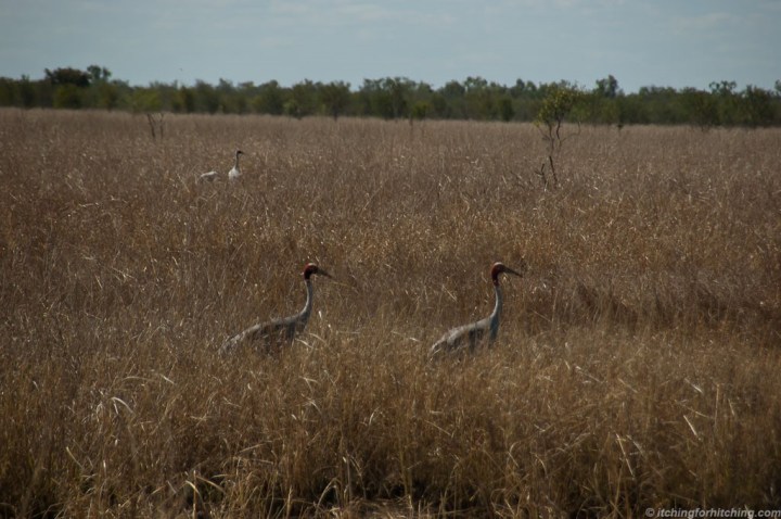 Brolgas, Karumba, Qld