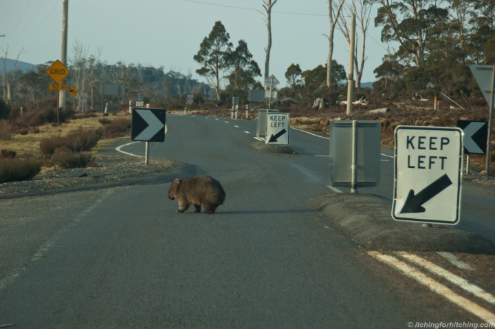 Cradle Mtn Wombat