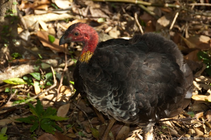 brush-turkey