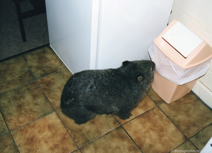 cheeky-wombat