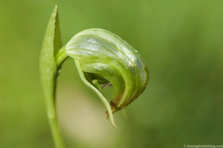 green-hood-orchid