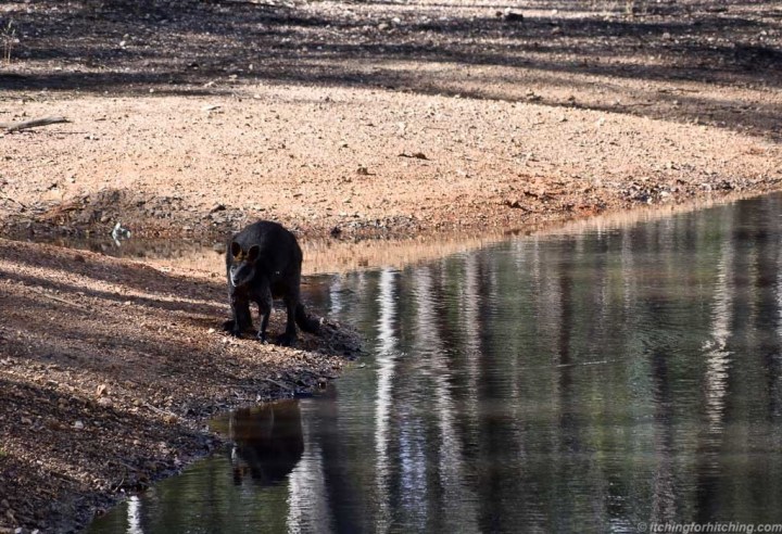 wallaby-tarnagulla