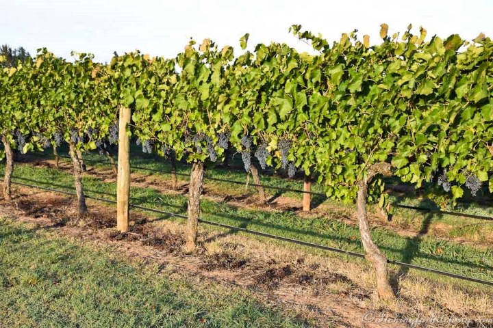 Brown Brothers Vineyard, Milawa