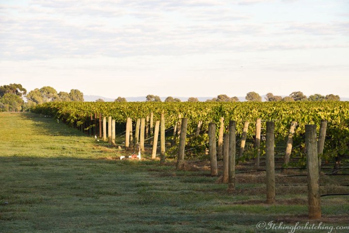 Brown Brothers Vineyard, Milawa