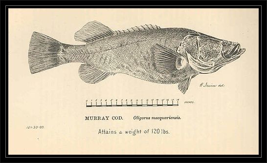 FMIB_36611_Murray_cod_Oligorus_macquariensis