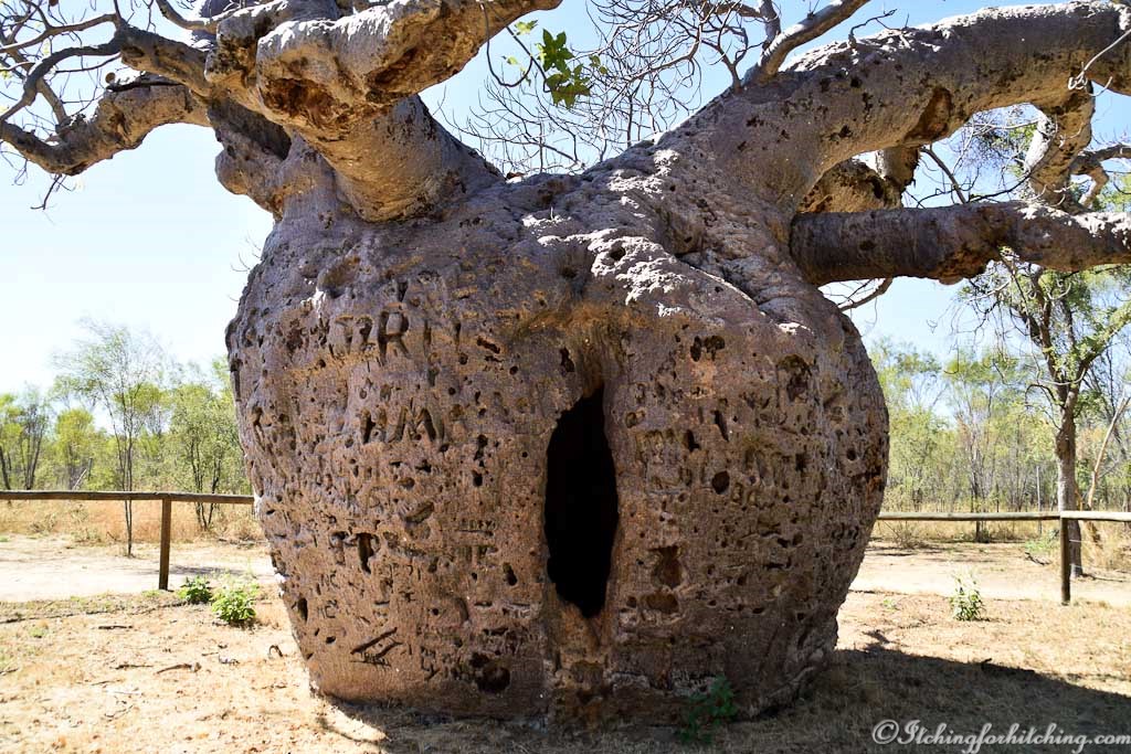 The Prison Tree – itchingforhitching