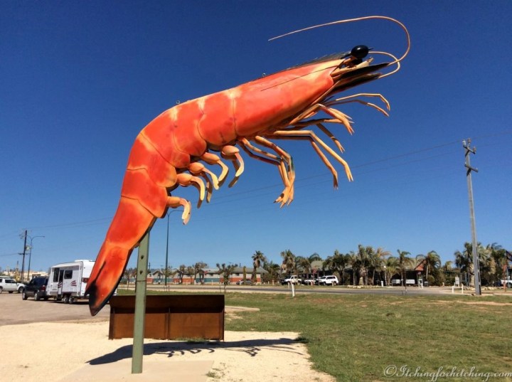 Exmouth Prawn