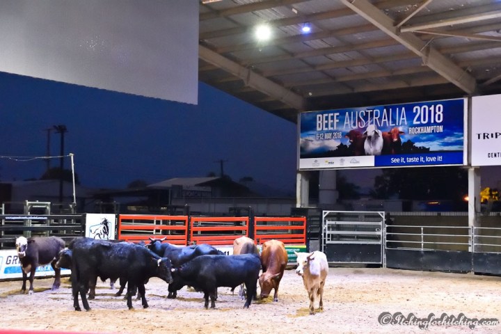 20180725-DSC_0091 - Copy - Copy