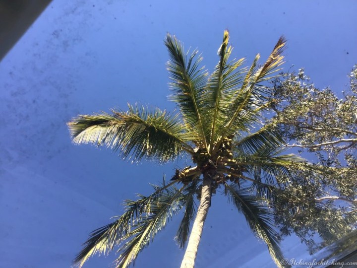 1770 roof palm