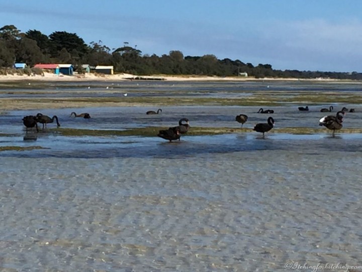 Swans at low tide Rosebud